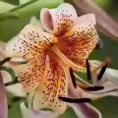 Tiger Babies
